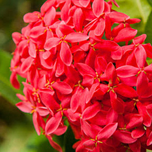 red indian flower